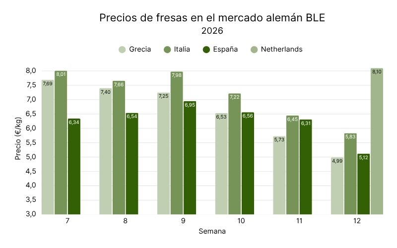 Precios de fresas en el mercado alemán BLE, 2026 (1).jpg